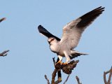 die landing 2 : frieda